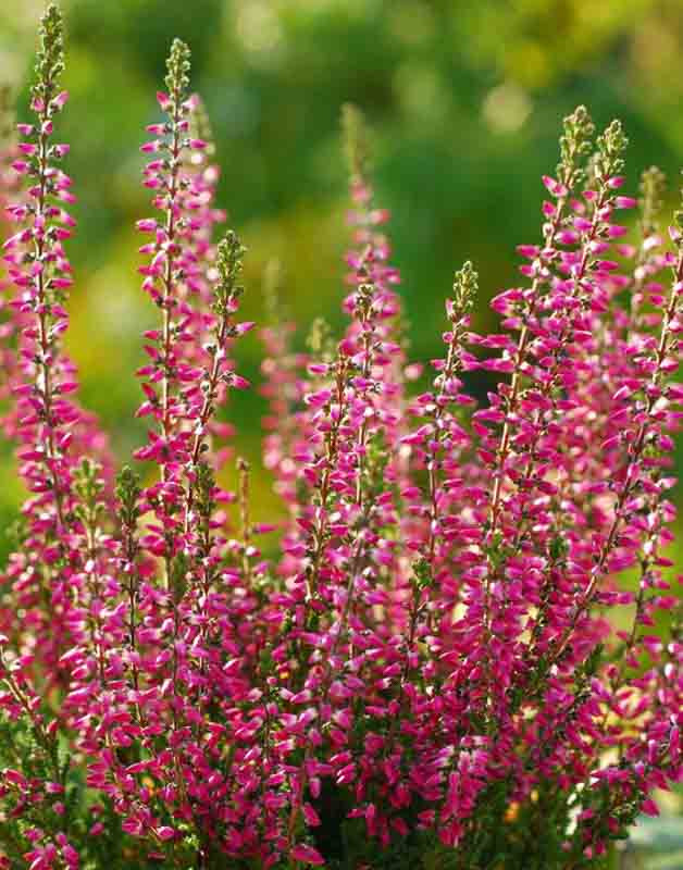 Calluna vulgaris 'Aphrodite' (Heather)