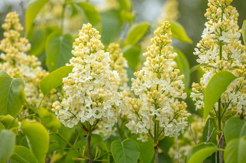 Image of Syringa meyeri 'Primrose' photo