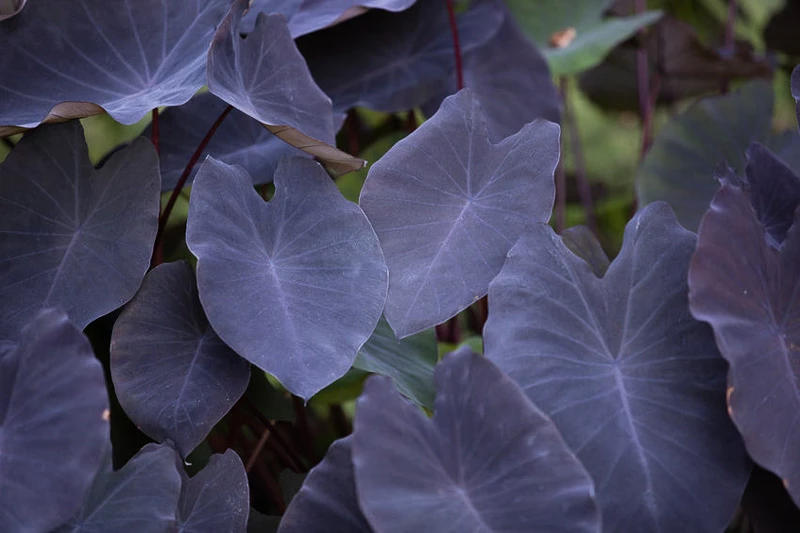 are taro plants poisonous to cats and dogs