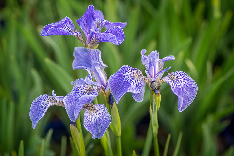 Iris setosa (Bristle-Pointed Iris)