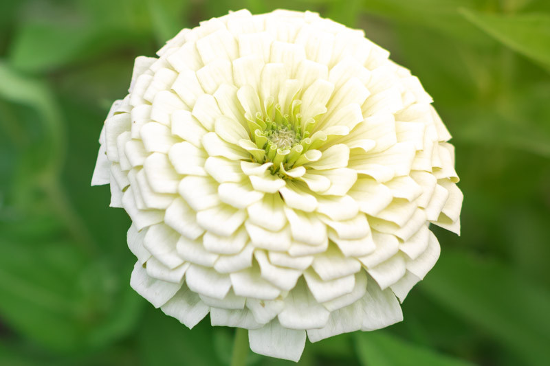 Zinnia 'Benary's Giant White'