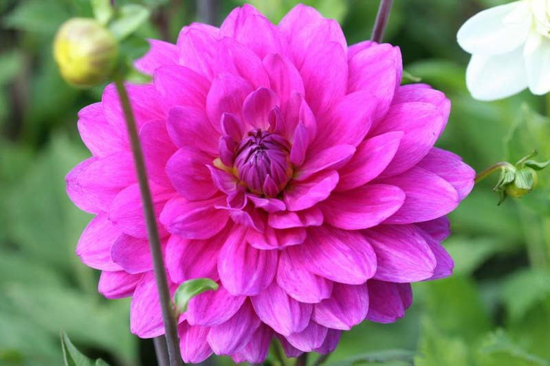 Dahlia 'Karma Lagoon'