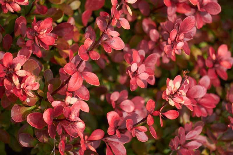 Berberis Thunbergii Atropurpurea Nana Japanese Barberry