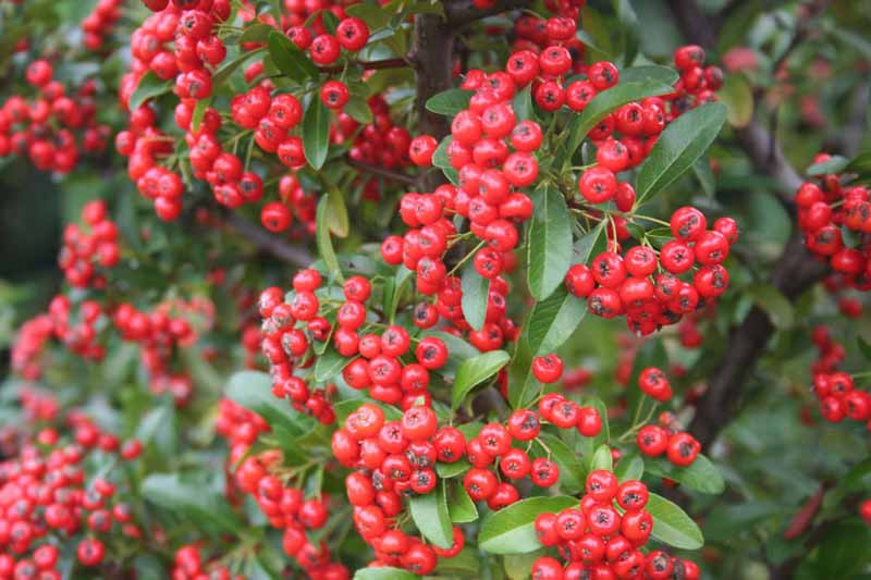 Pyracantha coccinea 'Red Cushion' (Scarlet Firethorn)