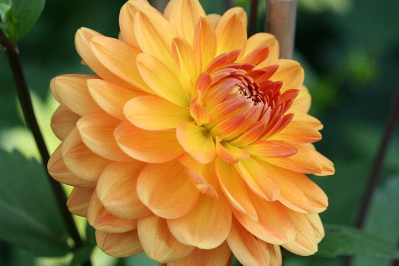 Dahlia 'Karma Gold'