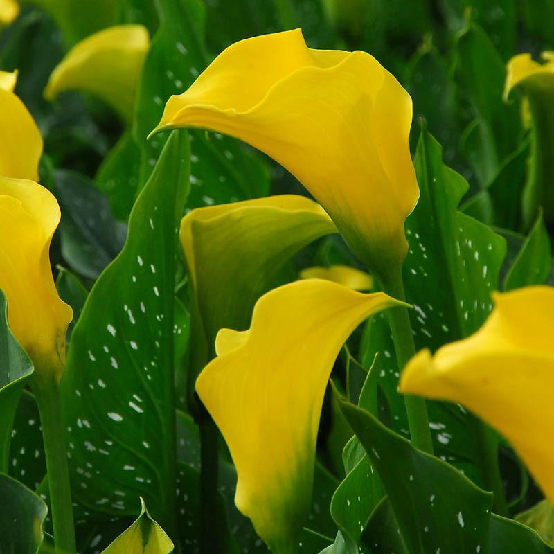 Zantedeschia elliottiana (Golden Calla Lily)