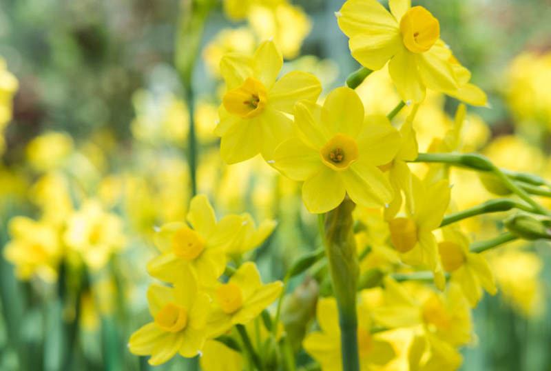 Narcissus 'Baby Boomer' (Jonquil Daffodil)