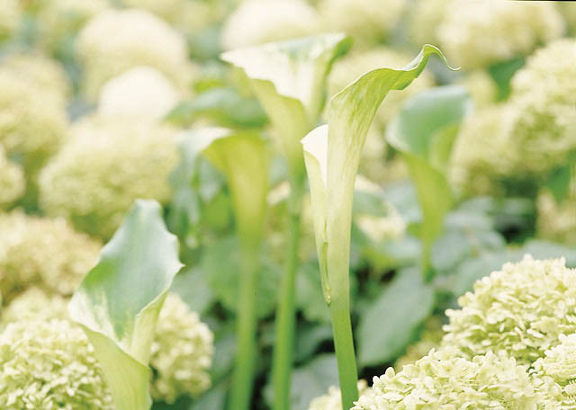 zantedeschia-aethiopica-green-goddess-calla-lily