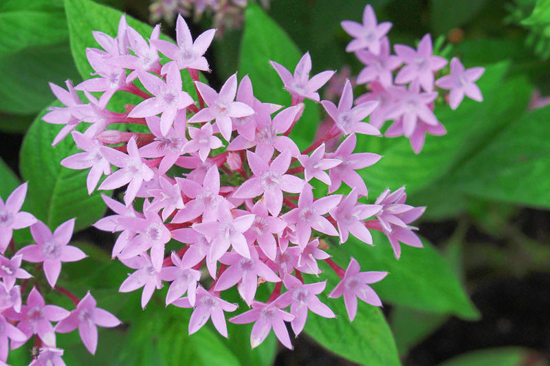 Pentas lanceolata (Egyptian Star Flower)