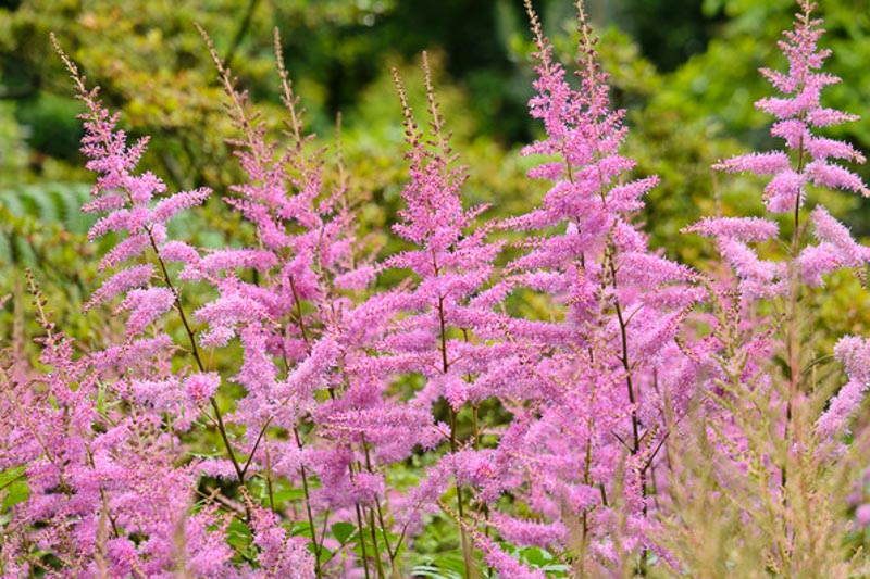 Astilbe 'Amethyst' (Arendsii Hybrid)