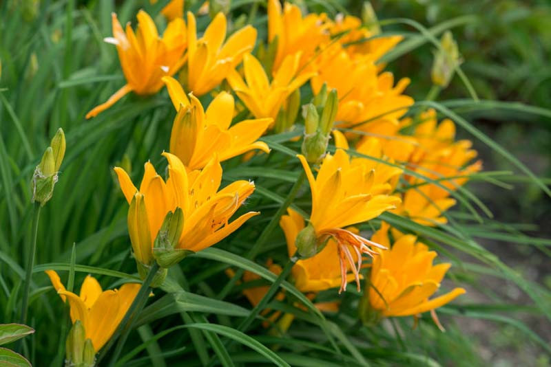 Hemerocallis Aztec Gold Daylily