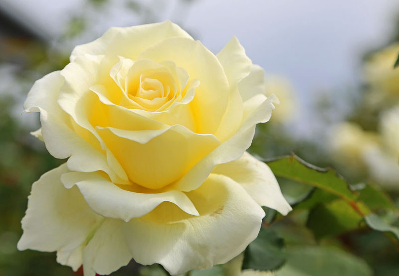 Rosa 'Lily Pons' (Hybrid Tea Rose)