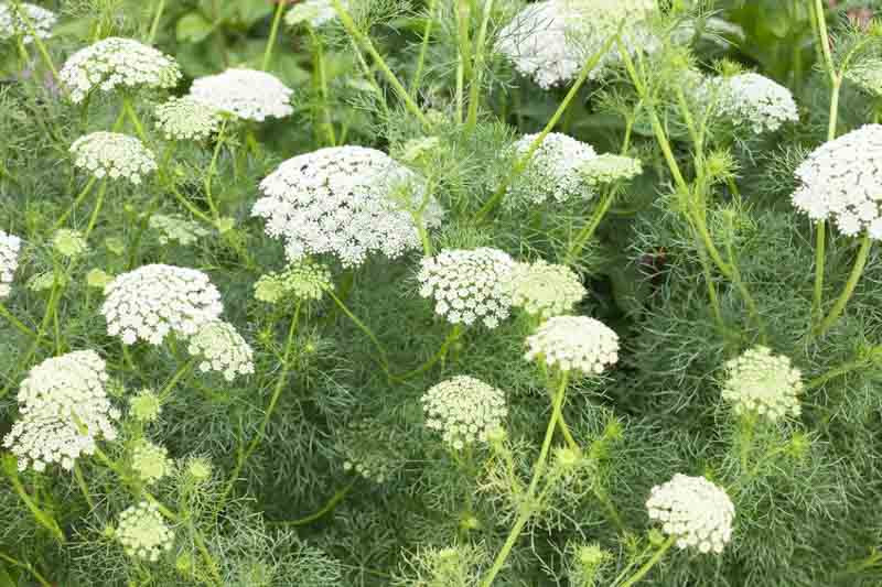 Ammi Majus False Queen Annes Lace