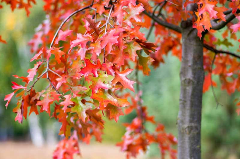 Quercus coccinea (Scarlet Oak)