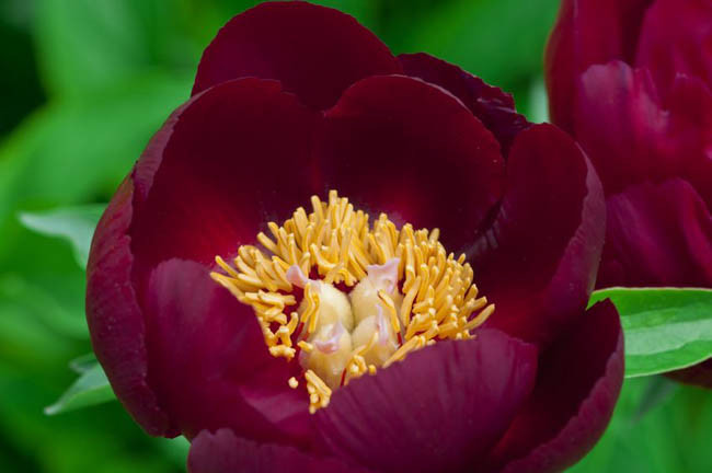 Paeonia 'Chocolate Soldier' (Peony)