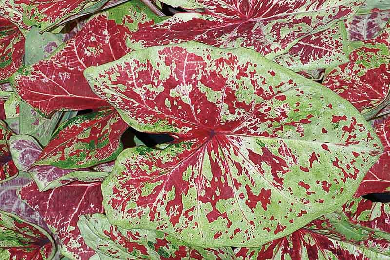 Caladium Heart to Heart® ‘Raspberry Moon’ (Angel Wings)