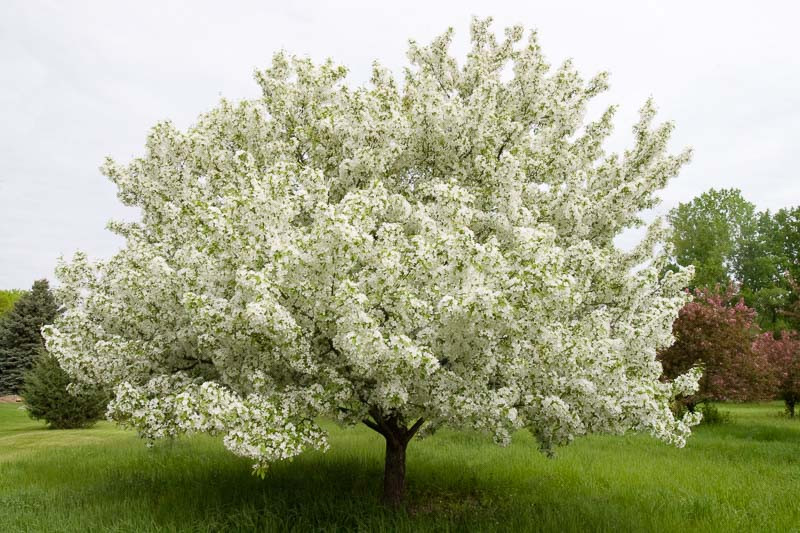 Malus Snowdrift Crabapple