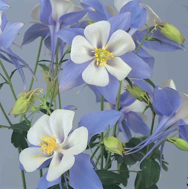 Aquilegia Songbird Bluebird Columbine