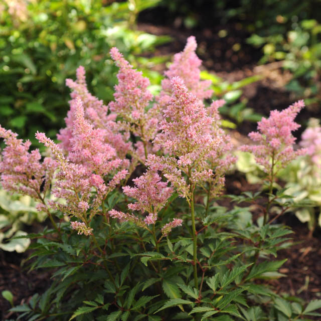 Astilbe 'Darwin's Dream' (Arendsii Hybrid)