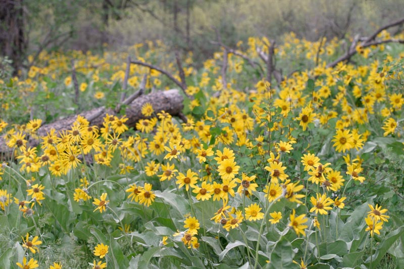 Balsamorhiza Sagittata Arrowleaf Balsamroot