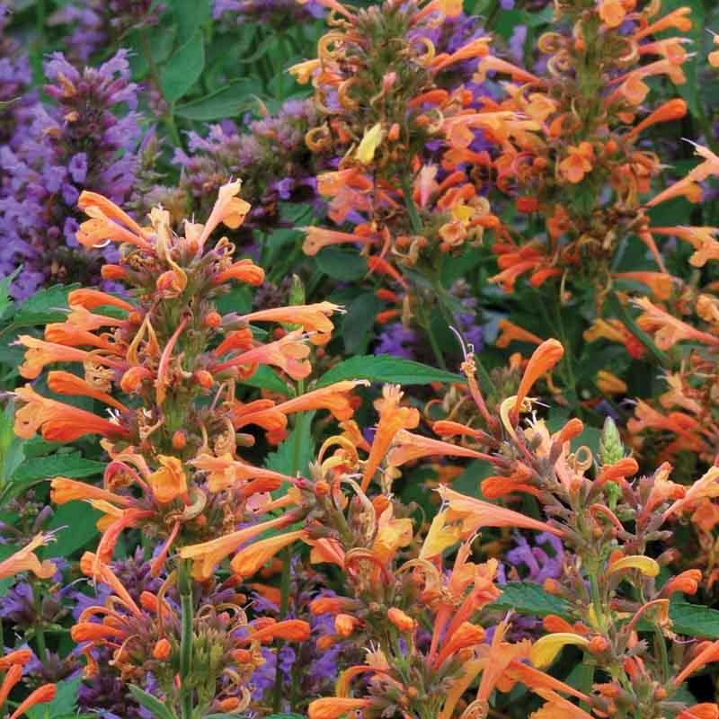 Agastache Summer Sunset Hummingbird Mint