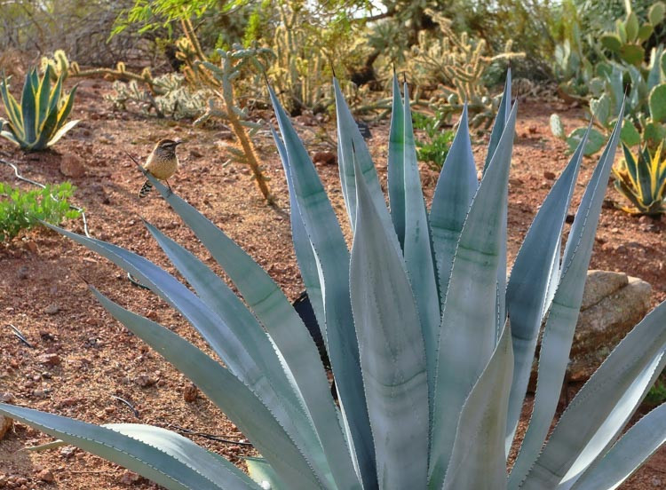 Agave Americana Var Franzosinii