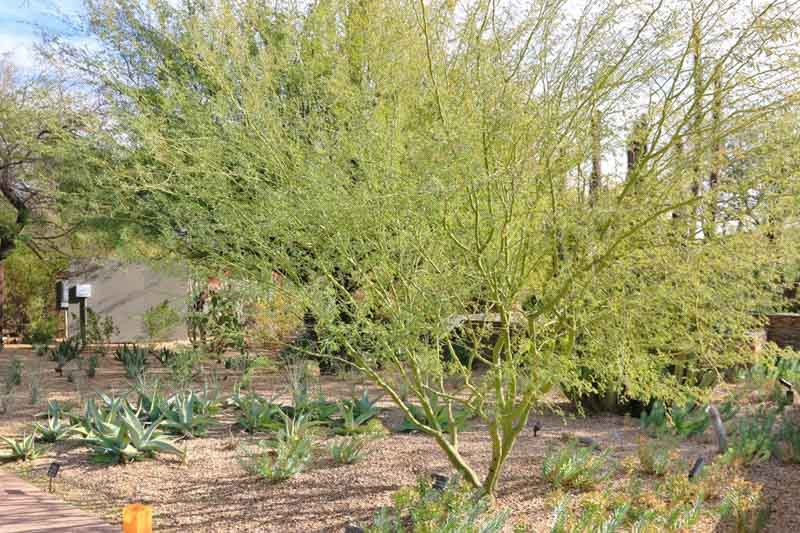 Parkinsonia praecox (Palo Brea)