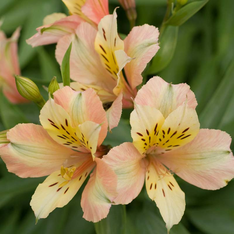 Alstroemeria 'inca Ice' (peruvian Lily)