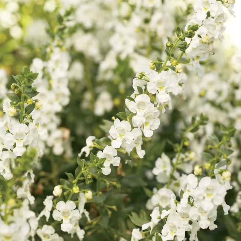 Angelonia Angelface White Summer Snapdragon