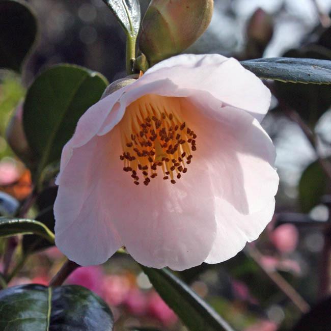 Camellia Japonica Apple Blossom