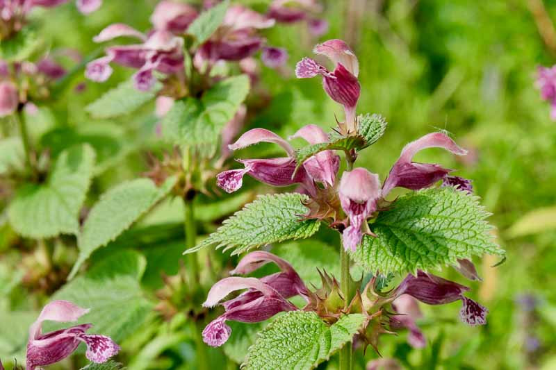 Lamium orvala (Balm-leaved Red Deadnettle)