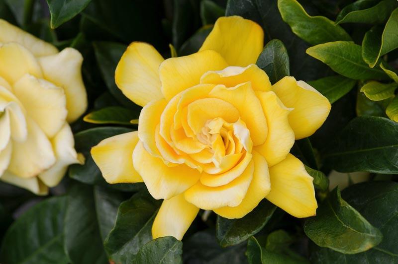 Gardenia Jasminoides Golden Magic Cape Jasmine