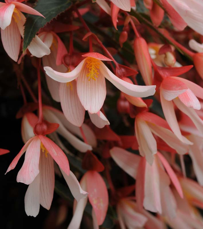 Begonia boliviensis 'Million Kisses Elegance'