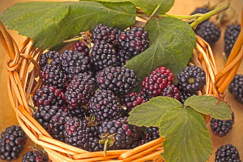 Rubus fruticosus 'Triple Crown' (Blackberry)