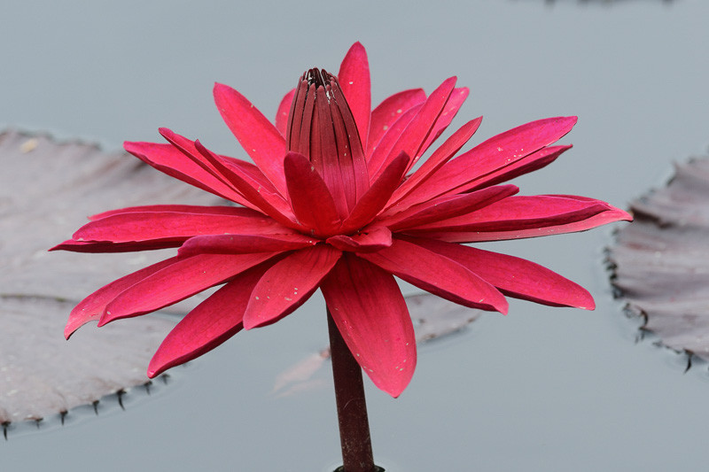 nymphaea-red-flare-tropical-water