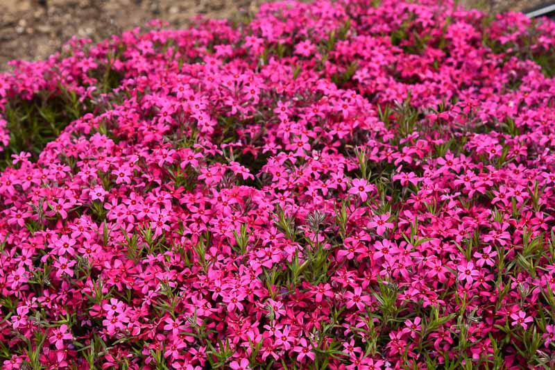 Phlox subulata 'Red Wings' (Creeping Phlox)