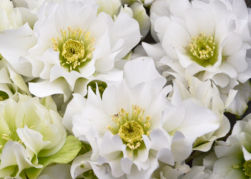 Helleborus ‘Wedding Bells’ (Hellebore)