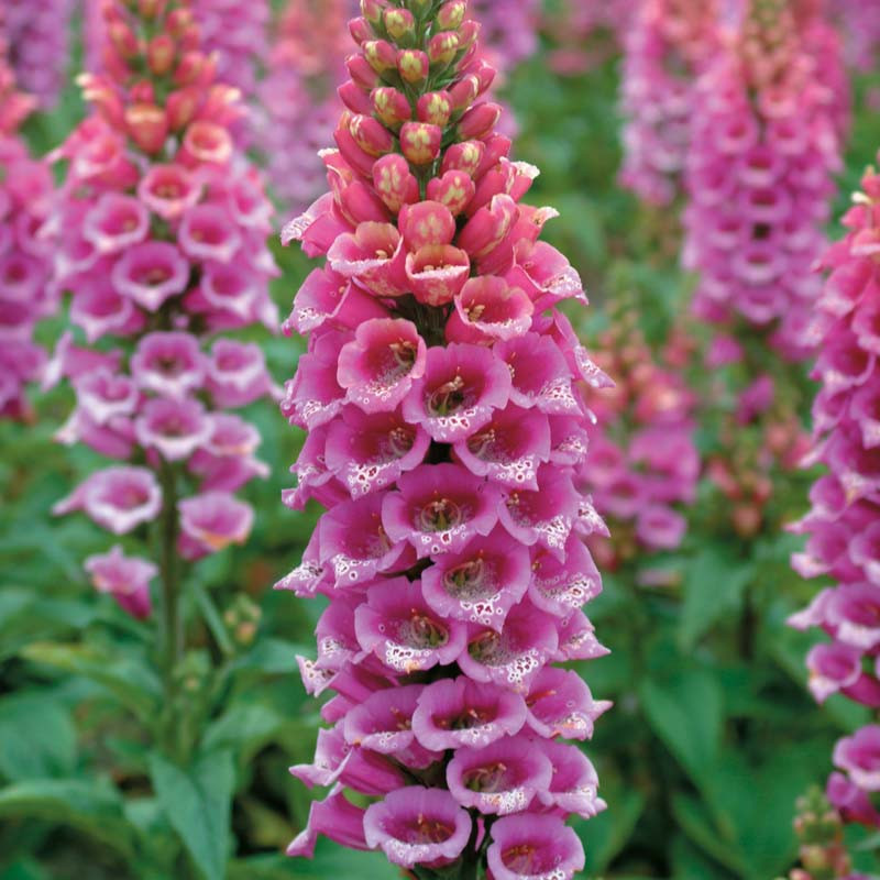 Digitalis Purpurea Candy Mountain Common Foxglove