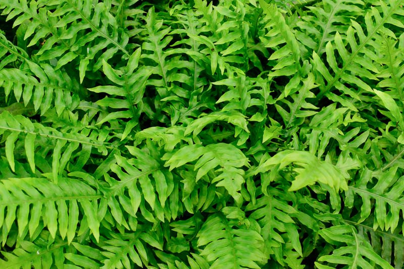 Woodwardia areolata (Netted Chain Fern)