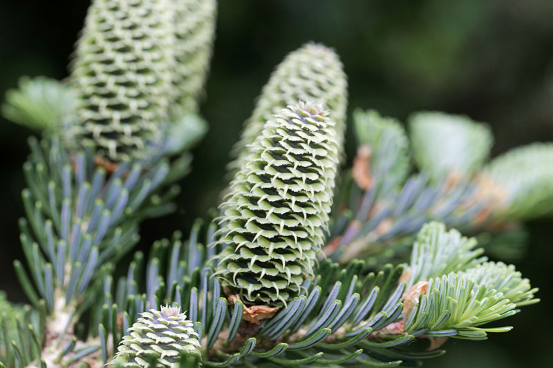 Abies fraseri (Fraser Fir)