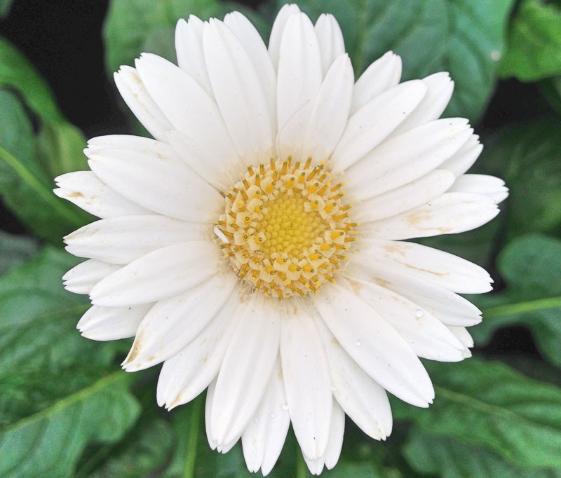 Gerbera Garvinea Sylvana (Gerbera Daisy)