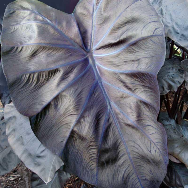 Colocasia Esculenta Black Coral Taro