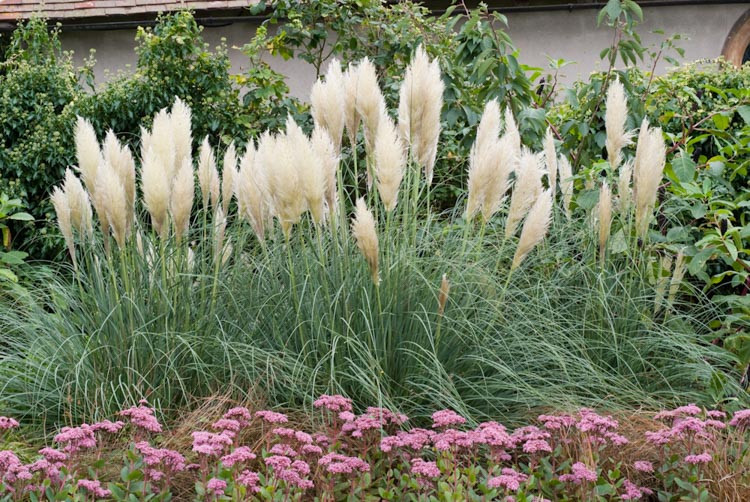 Cortaderia Selloana Pumila Pampas Grass