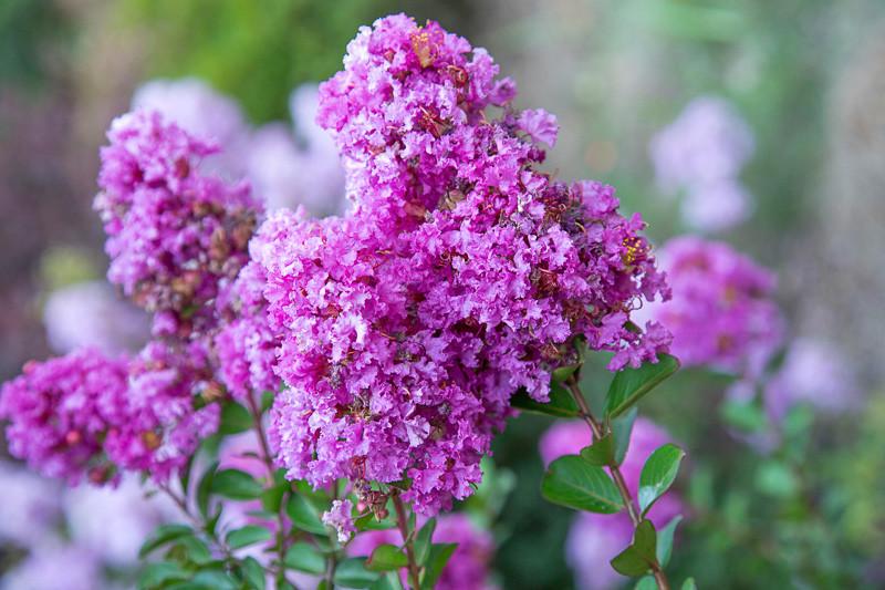 Lagerstroemia 'Early Bird Purple' (Crape Myrtle)