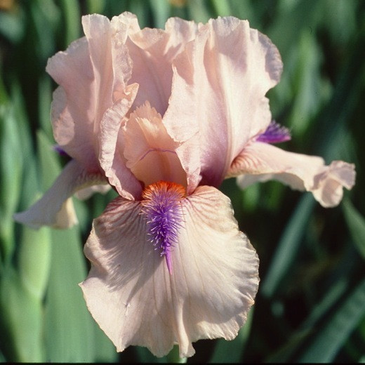 Iris 'Concertina' (Reblooming Bearded Iris)