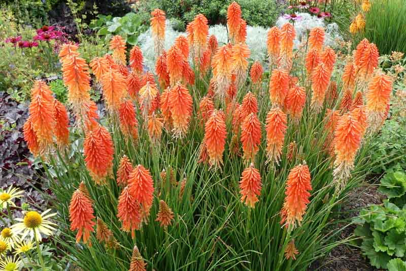 Kniphofia Poco Sunset (Red Hot Poker)