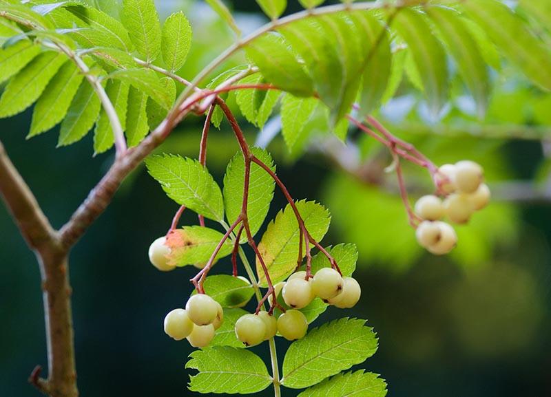 Sorbus 'Joseph Rock' (Mountain Ash)