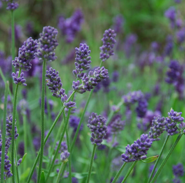 Lavandula X Intermedia Provence Lavender