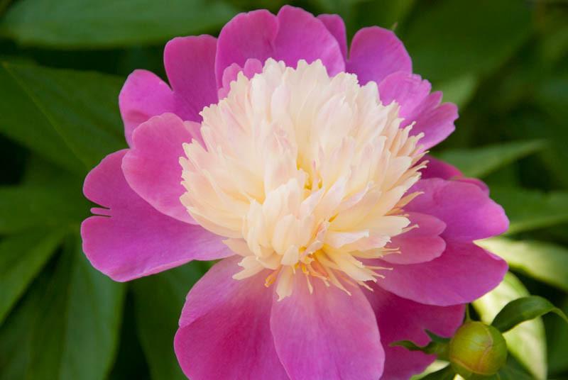 Chinese Peony, Garden Peony Paeonia Lactiflora Gay Paree