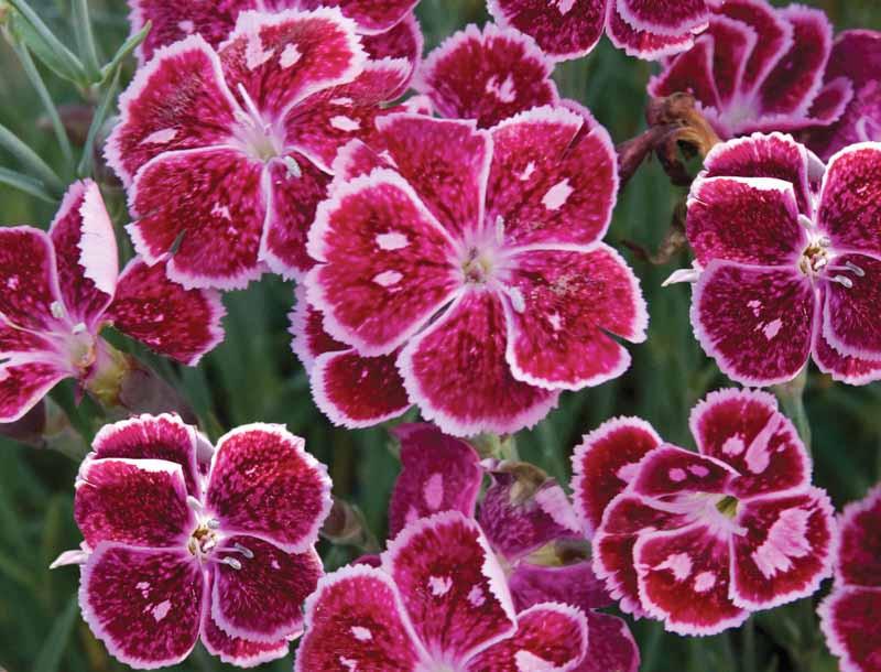 Dianthus Fire And Ice Pink